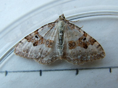 Silver-ground Carpet